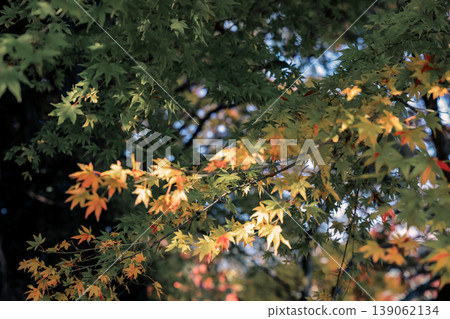 Golden Yellow Maple Leaves in Stunning Autumn Landscape Nov 27 2025 Golden Yellow Maple Leaves in Stunning Autumn Landscape Nov 27 2025 139062134