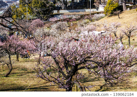 神奈川縣橫濱市大倉山公園的梅樹林 神奈川縣橫濱市大倉山公園的梅樹林 139062184