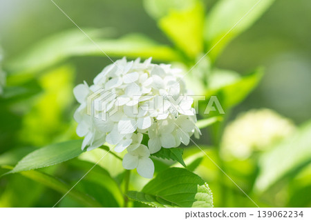 A hydrangea in the light 139062234