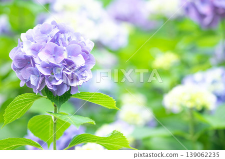光中的繡球花 139062235