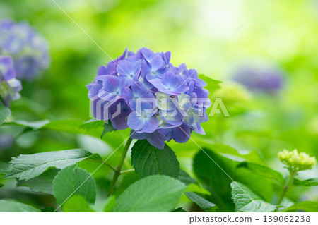 光中的繡球花 139062238