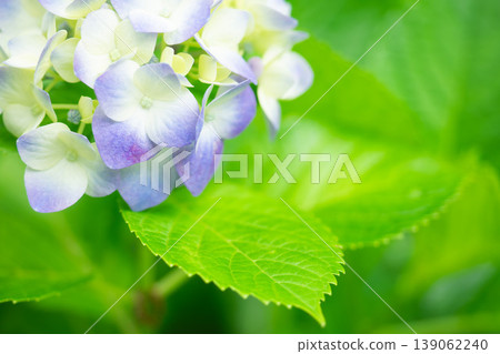 A hydrangea in the light 139062240