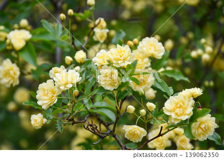 黃花班克木玫瑰 黃花班克木玫瑰 139062350
