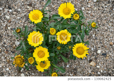 冠葉科圖拉 139062425