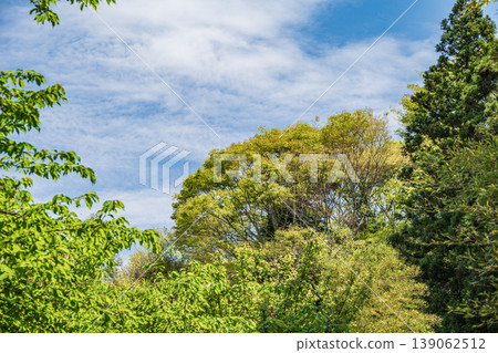 奈良縣高市郡飛鳥村,春意盎然的山林,一片清新翠綠的景象。 奈良縣高市郡飛鳥村,春意盎然的山林,一片清新翠綠的景象。 139062512