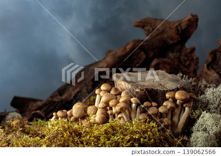 Fresh shimeji mushrooms in forest. 139062566