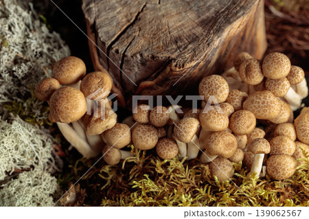 Fresh shimeji mushrooms in forest. 139062567