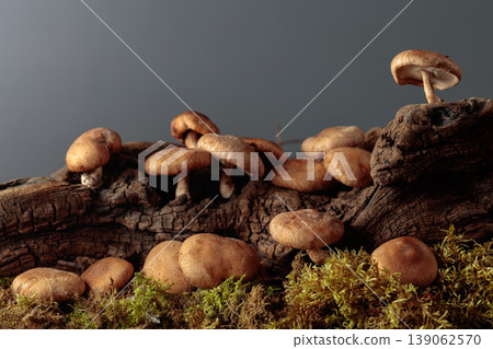 Fresh shiitake mushrooms in forest. Fresh shiitake mushrooms in forest. 139062570