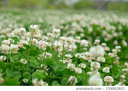 Honeybees flying over a field of white clover in the park 139062601