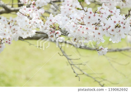 櫻花的風景 櫻花的風景 139062692