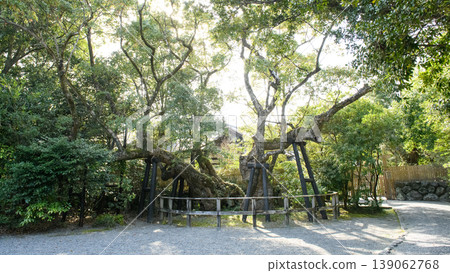 Ise Grand Shrine Outer Shrine, Kiyomori Camphor Tree at dusk, Mie Prefecture 139062768
