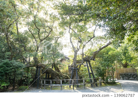 Ise Grand Shrine Outer Shrine, Kiyomori Camphor Tree at dusk, Mie Prefecture 139062787