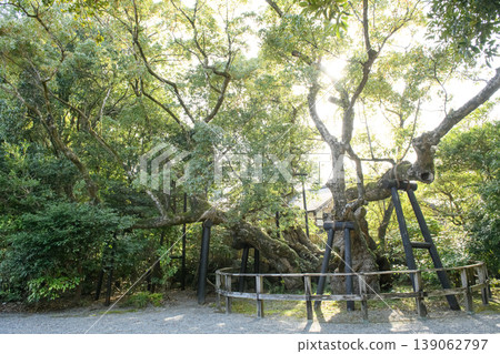 Ise Grand Shrine Outer Shrine, Kiyomori Camphor Tree at dusk, Mie Prefecture 139062797