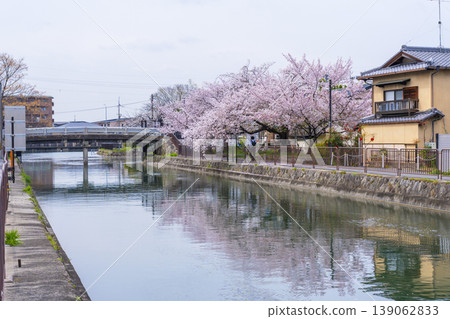 伏見斜坡附近的櫻花美景 伏見斜坡附近的櫻花美景 139062833