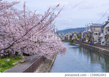 Cherry blossom scenery around the site of the Fushimi Incline Cherry blossom scenery around the site of the Fushimi Incline 139062841