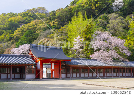 岩清水八幡宮臨時神社:走廊與櫻花 岩清水八幡宮臨時神社:走廊與櫻花 139062848