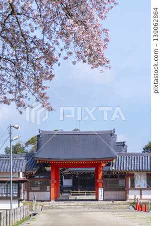 Iwashimizu Hachimangu Shrine's temporary shrine: South Gate and cherry blossoms Iwashimizu Hachimangu Shrine's temporary shrine: South Gate and cherry blossoms 139062864
