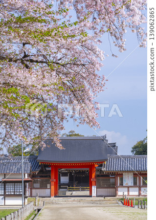 Iwashimizu Hachimangu Shrine's temporary shrine: South Gate and cherry blossoms 139062865