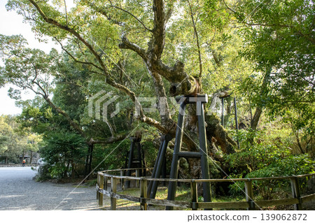 Ise Grand Shrine Outer Shrine: The Kiyomori Camphor Tree with its branches stretching out widely at dusk (Mie Prefecture) 139062872