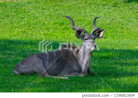 tragelaphus strepsiceros lying on the green grass 139062904