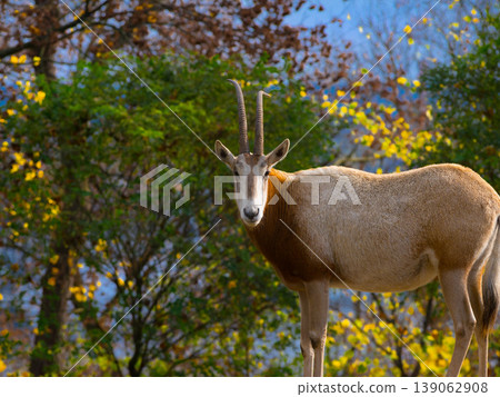 oryx dammah in autumn on a blurred background oryx dammah in autumn on a blurred background 139062908