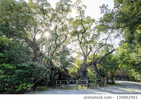 伊勢神宮外宮:黃昏時分枝繁葉茂的清盛樟樹(三重縣) 伊勢神宮外宮:黃昏時分枝繁葉茂的清盛樟樹(三重縣) 139062981