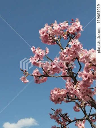 Kawazu cherry blossoms against a blue sky (photo) Kawazu cherry blossoms against a blue sky (photo) 139063019