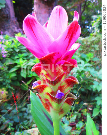 A landscape of Curcuma (Siam tulip) flowers A landscape of Curcuma (Siam tulip) flowers 139063024