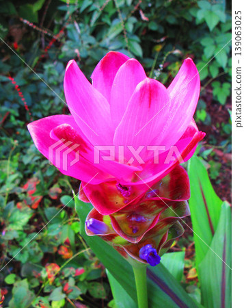 A landscape of Curcuma (Siam tulip) flowers A landscape of Curcuma (Siam tulip) flowers 139063025