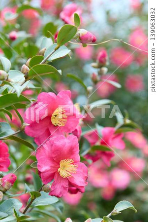 Sasanqua花 Sasanqua花 139063032
