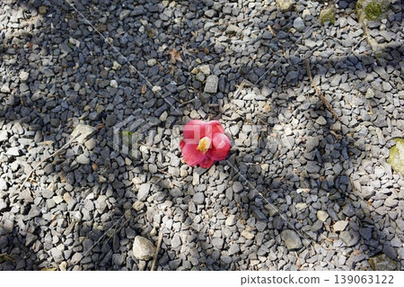 落在礫石中的山茶花 139063122