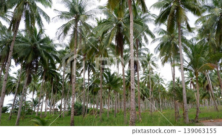 Giant Granite Boulders and Coconut Trees at Siangau Beach Giant Granite Boulders and Coconut Trees at Siangau Beach 139063155