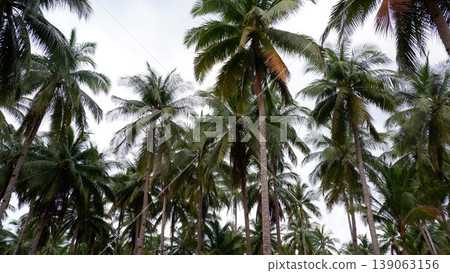 Tropical Coastal Landscape with Granite Rocks and Coconut Trees Tropical Coastal Landscape with Granite Rocks and Coconut Trees 139063156