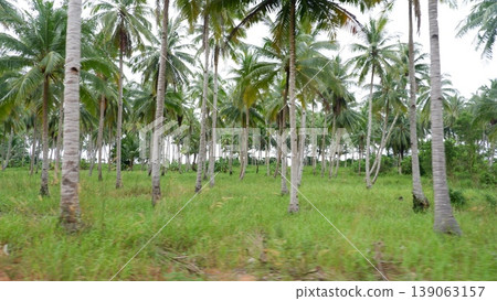 Tropical Palm Grove Behind Massive Granite Boulders Tropical Palm Grove Behind Massive Granite Boulders 139063157