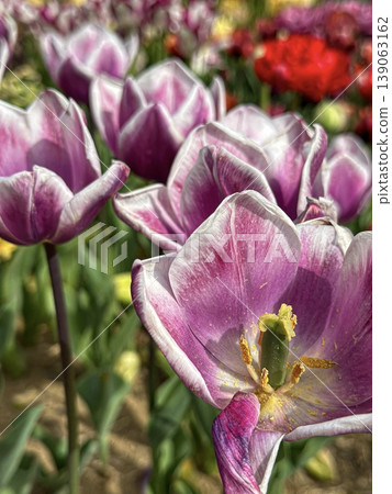 Close-up of tulip Close-up of tulip 139063162