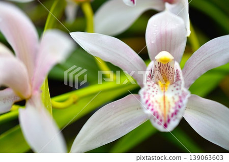 White flowers blooming to their fullest White flowers blooming to their fullest 139063603