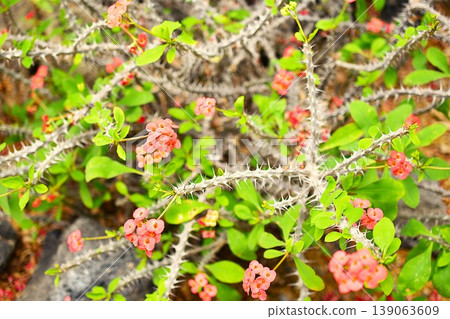 紅色Hanakilin花 紅色Hanakilin花 139063609