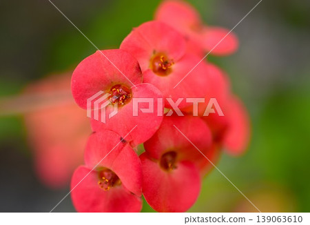 Red flower	 139063610
