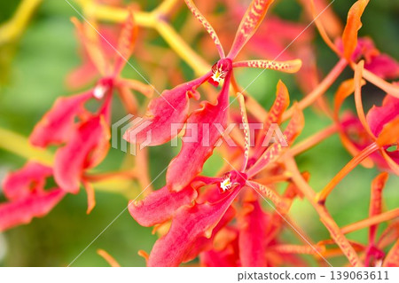 Red flowers that look like airplanes flying Red flowers that look like airplanes flying 139063611
