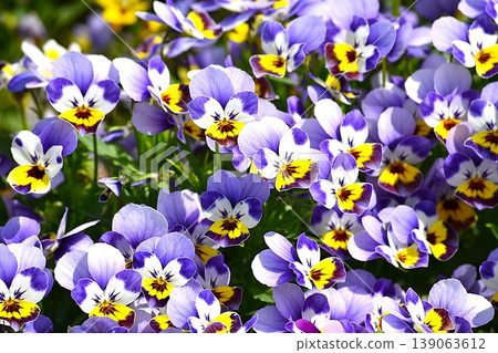 Viola blooming in spring flower bed Viola blooming in spring flower bed 139063612