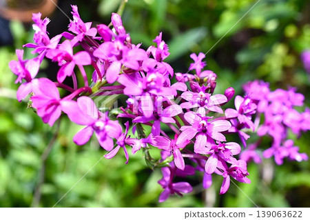 A photograph of a plant with purple flowers A photograph of a plant with purple flowers 139063622