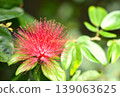Calliandra shines in the spring sunshine 139063625