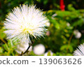 Calliandra shines in the spring sunshine 139063626