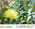 Calliandra shines in the spring sunshine 139063627
