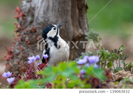 大斑啄木鳥覓食 139063632