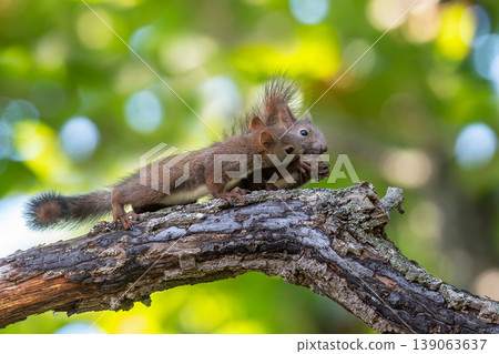 蝦夷松鼠小孩在樹上玩耍 139063637