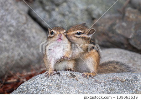 一隻來自蝦夷的小花栗鼠在石頭上玩耍。 139063639
