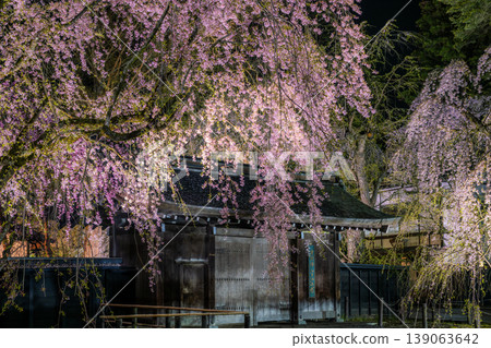 The enchanting weeping cherry blossoms are illuminated in full bloom in front of the gate of the Kakunodate Cherry Bark Craft Museum on the Samurai Residence Street in Akita. The enchanting weeping cherry blossoms are illuminated in full bloom in front of the gate of the Kakunodate Cherry Bark Craft Museum on the Samurai Residence Street in Akita. 139063642