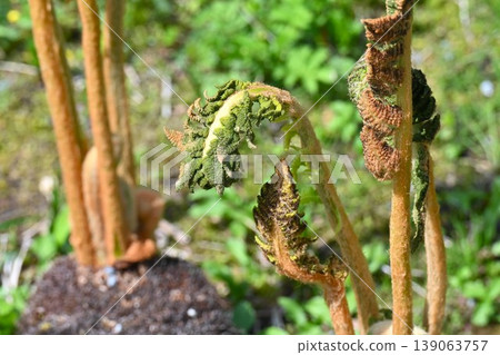 Yamadorizenmai (mountain bird fern) Yamadorizenmai (mountain bird fern) 139063757