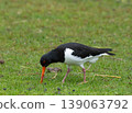 Eurasian Oystercatcher Standing on Grass 139063792